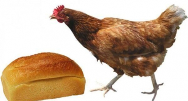 Je možné podávat brojlerová kuřata a vrstvy chleba, krmení černými a bílými produkty